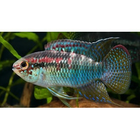 Laetacara / Aequidens / Curviceps Laetacara / Aequidens / Curviceps
