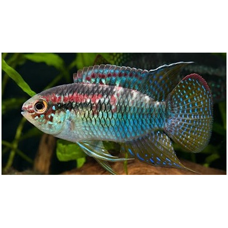 Laetacara / Aequidens / Curviceps