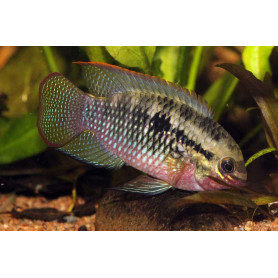 Laetacara / Aequidens / Dorsigerus Laetacara / Aequidens / Dorsigerus