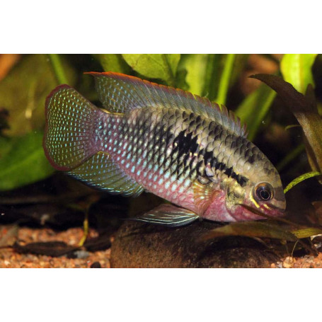 Laetacara / Aequidens / Dorsigerus