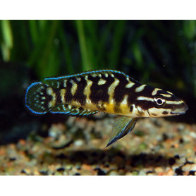 Julidochromis transcriptus Julidochromis transcriptus