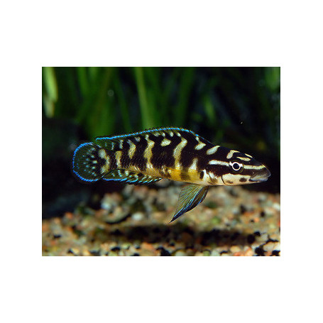 Julidochromis transcriptus