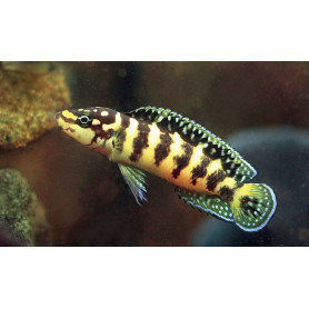 Julidochromis transcriptus gombi Julidochromis transcriptus gombi