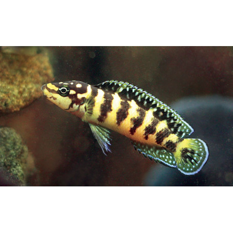 Julidochromis transcriptus gombi