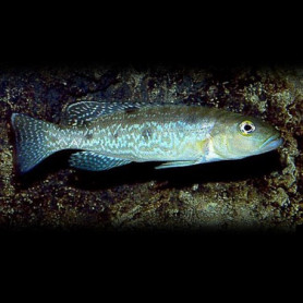 Lamprologus attenuatus Lamprologus attenuatus