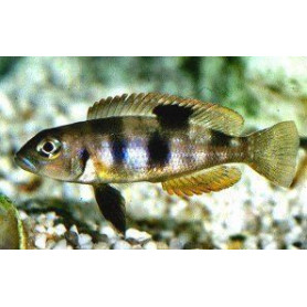Lamprologus boulingeri Lamprologus boulingeri