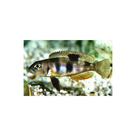 Lamprologus boulingeri