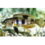Lamprologus boulingeri