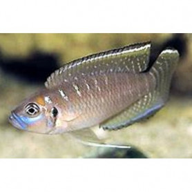 Lamprologus brevis Lamprologus brevis