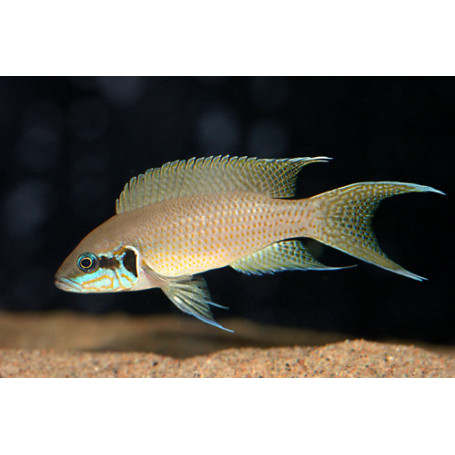 Lamprologus brichardi