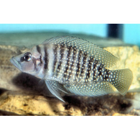 Lamprologus calvus Lamprologus calvus