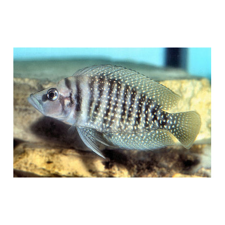 Lamprologus calvus
