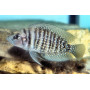 Lamprologus calvus