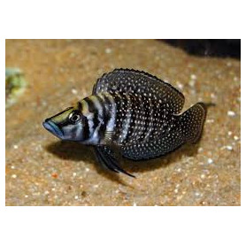 Lamprologus calvus zaire black fin Lamprologus calvus zaire black fin