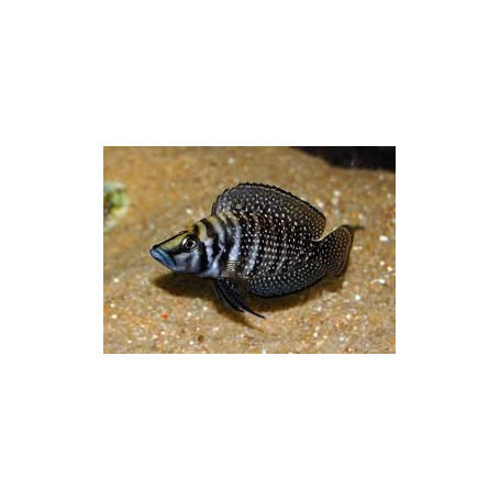 Lamprologus calvus zaire black fin