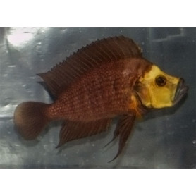 Lamprologus goldhead Lamprologus goldhead