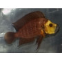 Lamprologus goldhead