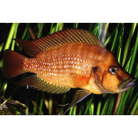 Lamprologus kigoma Lamprologus kigoma