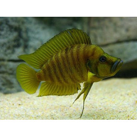 Lamprologus mabilibili orange Lamprologus mabilibili orange