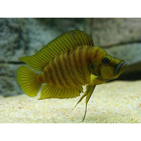 Lamprologus mabilibili orange