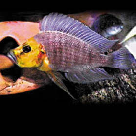Lamprologus mutondwe Lamprologus mutondwe