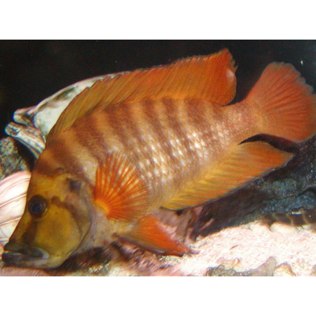 Lamprologus tanzania red fin