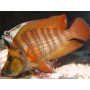 Lamprologus tanzania red fin