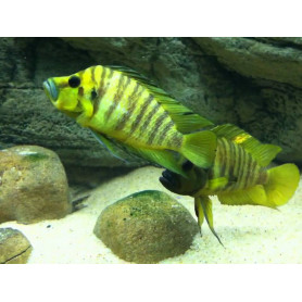 Lamprologus yellow chaitika Lamprologus yellow chaitika
