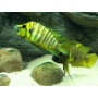 Lamprologus yellow chaitika