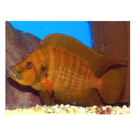 Lamprologus compressiceps - red Lamprologus compressiceps - red