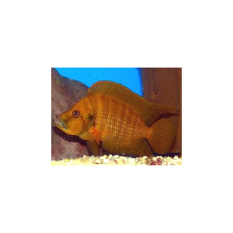 Lamprologus compressiceps - red