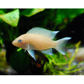 Lamprologus crassus Lamprologus crassus
