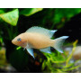 Lamprologus crassus