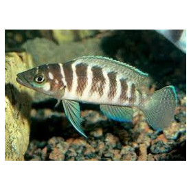 Lamprologus cylindricus Lamprologus cylindricus