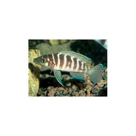Lamprologus cylindricus