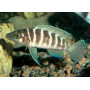 Lamprologus cylindricus