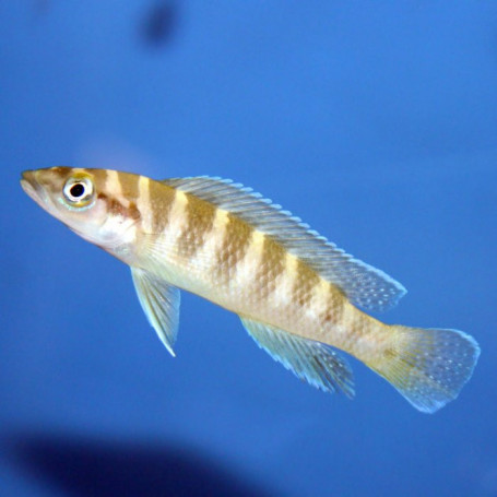 Lamprologus cylindricus yellowh.