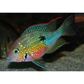 Thorichthys Ellioti Thorichthys Ellioti