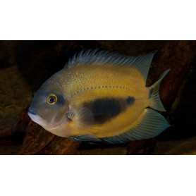 Uaru Amphiacanthoides Uaru Amphiacanthoides