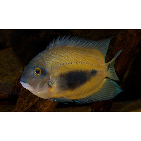 Uaru Amphiacanthoides