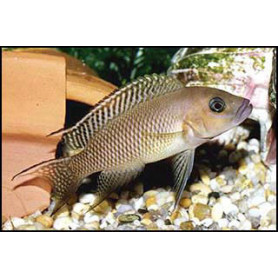 Lamprologus falcicula Lamprologus falcicula