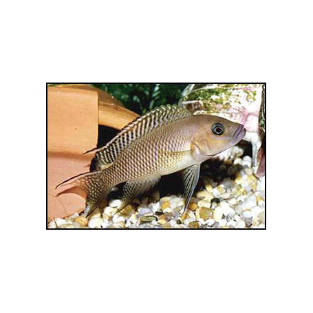 Lamprologus falcicula