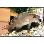 Lamprologus falcicula