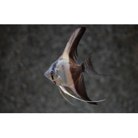 Pterophyllum Scalare Bicolor