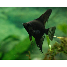Pterophyllum Scalare	Black