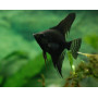 Pterophyllum Scalare	Black