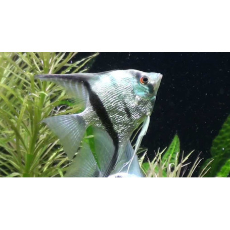 Pterophyllum Scalare Blue Diamond