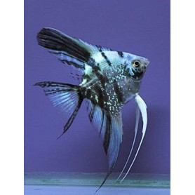 Escalar Blue Marble Pterophyllum Scalare Blue Marble
