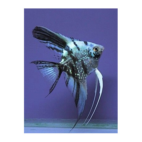 Pterophyllum Scalare Blue Marble