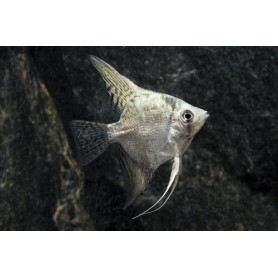 Pterophyllum Scalare California